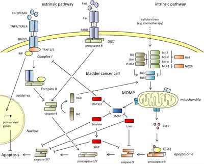 Inhibitor of apoptosis proteins as therapeutic targets in bladder cancer